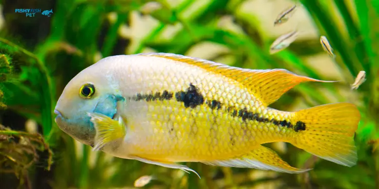 Large Cichlids Fish