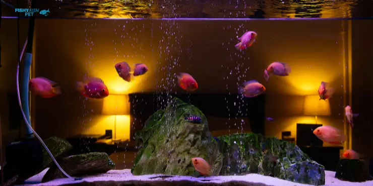 How Many Fish Can Be Planted in a 10-Gallon Tank