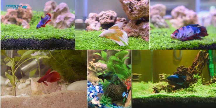 Betta Fish Lifespan In An Aquarium,