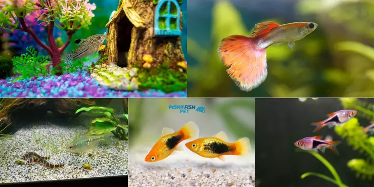 What Fish Can You Mix With Betta?