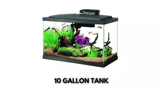10 Gallon Tank