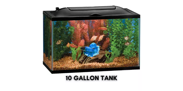 10 Gallon Tank