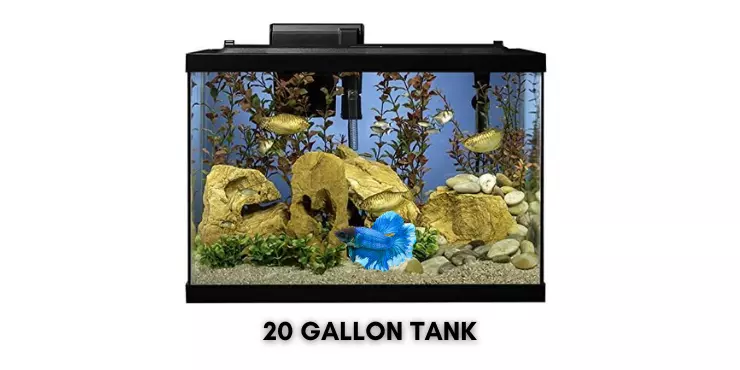 20 Gallon Tank
