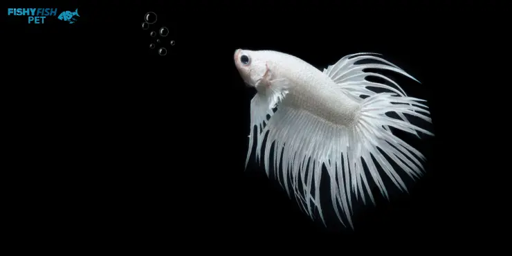 Albino Crown Tail Betta Fish