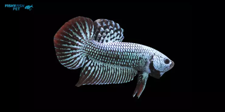 Alien Betta Fish