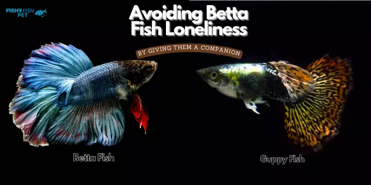 Avoiding Betta Fish Loneliness