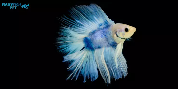 Bacterial Infections Betta Fish