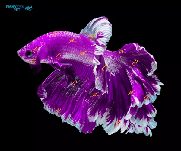 Bacterial Infections Purple Betta