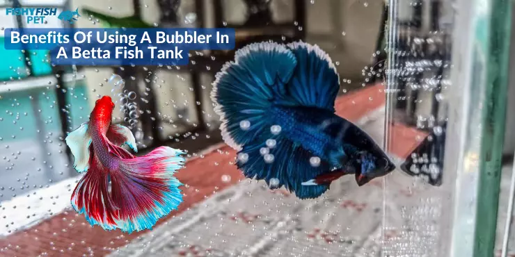 Benefits Of Using A Bubbler In A Betta Fish Tank