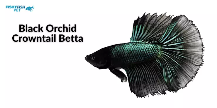 Black Orchid Crowntail Betta