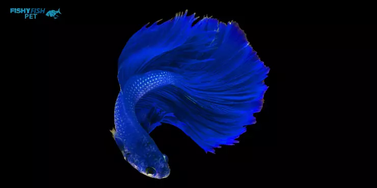Blue Betta Fish 