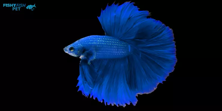Blue Half-moon Betta Fish