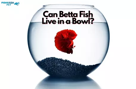 Can Betta Fish Live in a Bowl