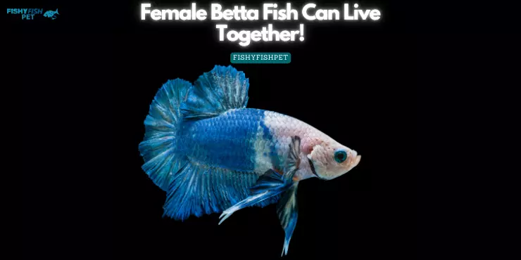 Can Female Betta Fish Live Together