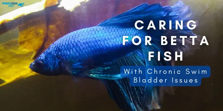 Caring for Betta Fish with Chronic Swim Bladder Issues
