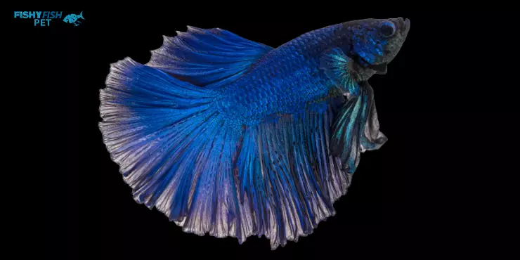 Cobalt Blue Betta Fish