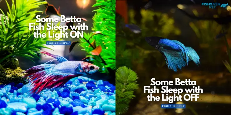 Do Betta Fish Sleep With the Light On?