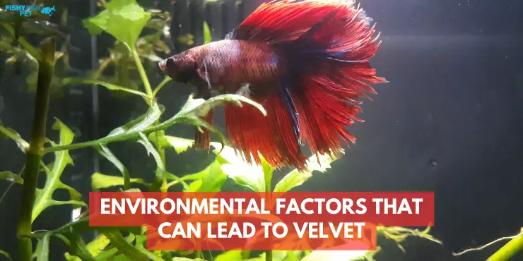 Environmental factors that can lead to velvet
