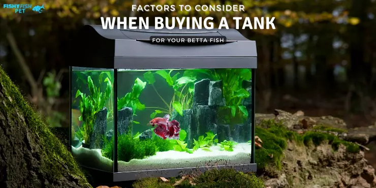Factors to Consider When Buying a Tank for Your Betta Fish