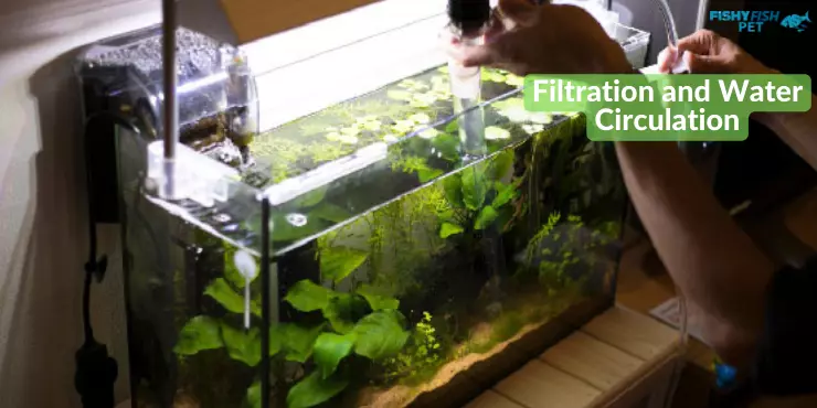 Filtration and Water Circulation
