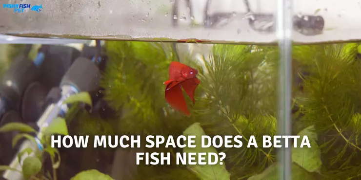 How Much Space Does a Betta Fish Need
