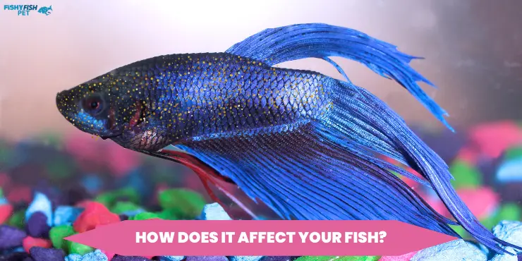 How does it affect your fish