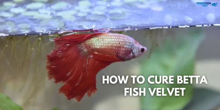 How to Cure Betta Fish Velvet