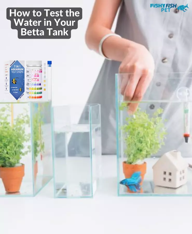 How to Test the Water in Your Betta Tank