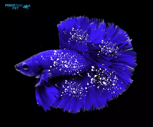  Ich Blue Betta Fish