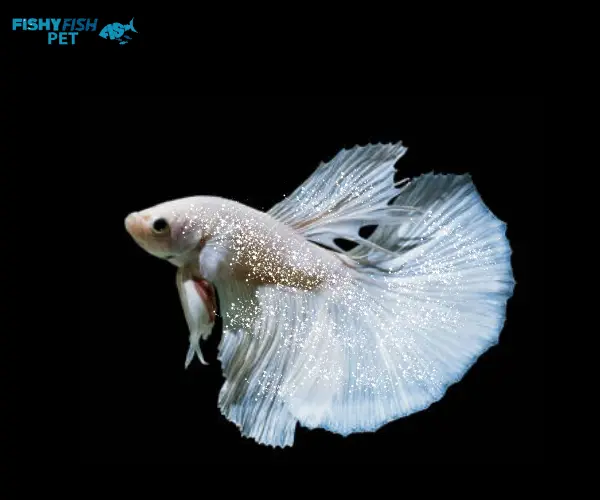 Ich or White Spot Disease Albino betta fish