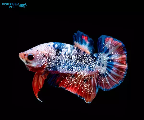 Ich or White Spot Disease Koi Betta Fish