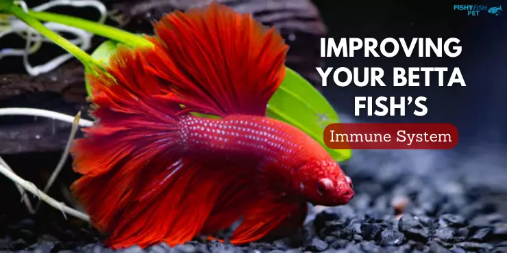 Improving Your Betta Fish’s Immune System