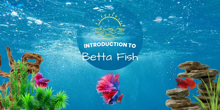 Intro to Betta fish