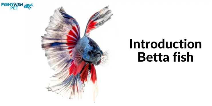 Introduction Betta fish