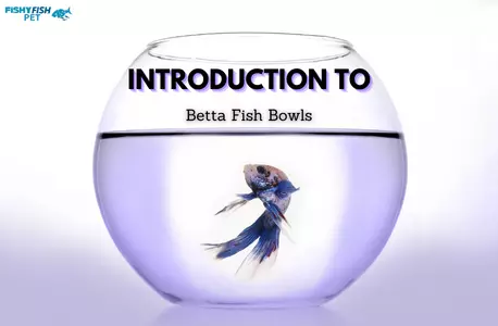 Introduction to Betta Fish Bowls