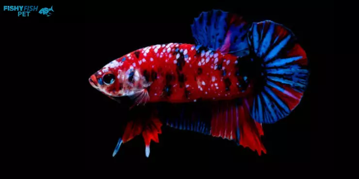Koi Betta Fish
