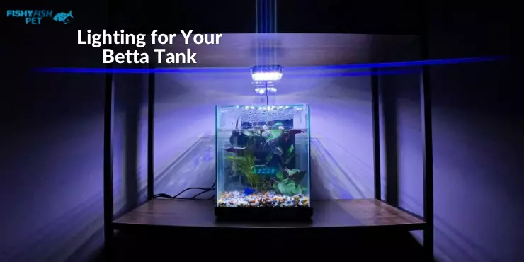 Lighting for Your Betta Tank