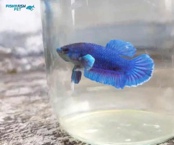 Betta Fish Fungal Infection Monitor Your Fish