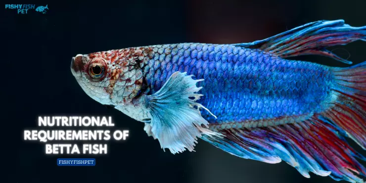 Nutritional Requirements of Betta Fish
