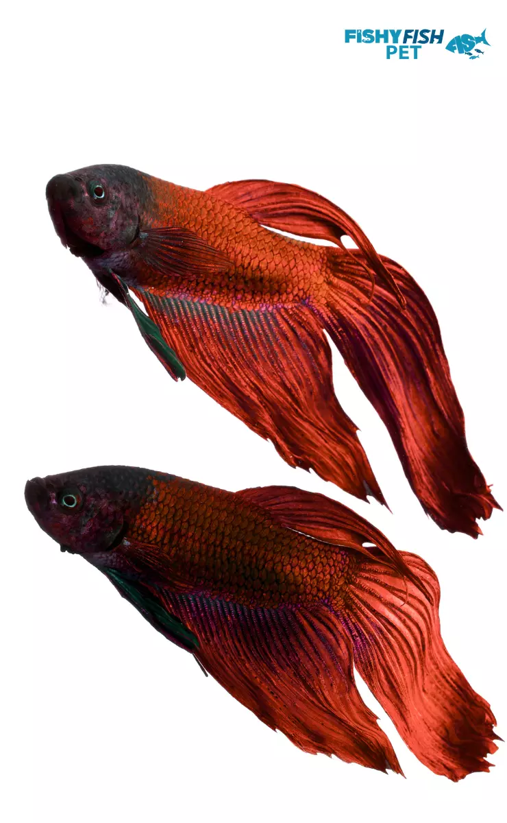 Other symptoms that may accompany blackening in betta fish