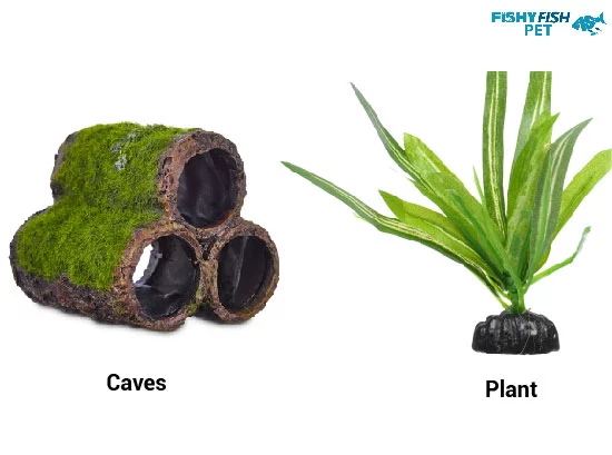 Plant & caves