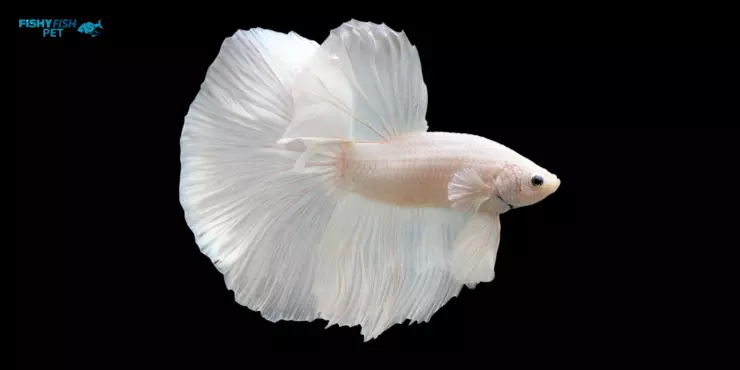 Platinum Betta Fish