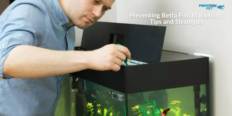 Preventing Betta Fish Blackening: Tips and Strategies
