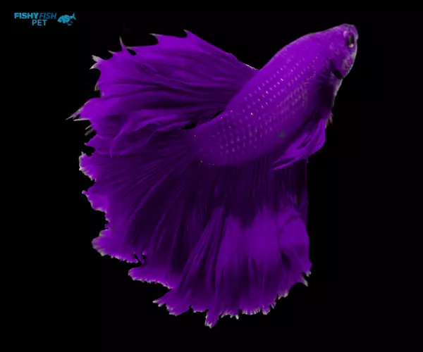 Purple Betta Fish 
