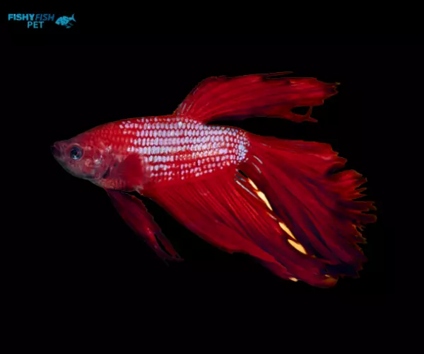 Red Vail tail Betta