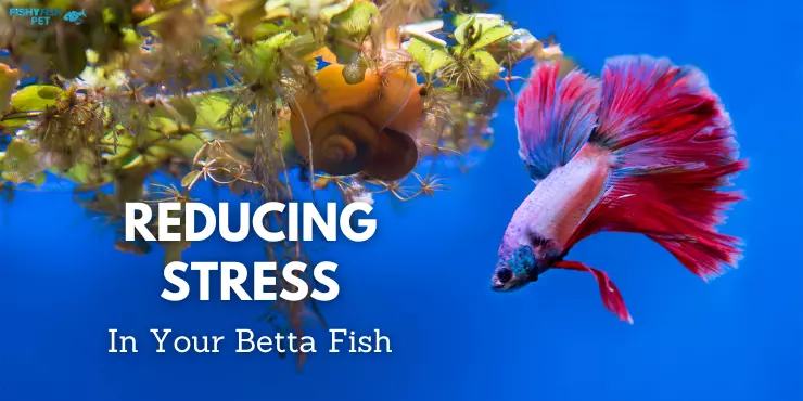 Reducing stress in your betta fish