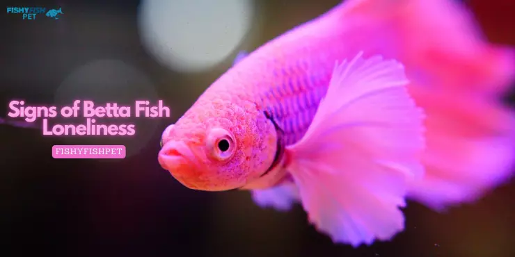 Signs of Betta Fish Loneliness