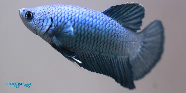 Steel Blue Betta Fish