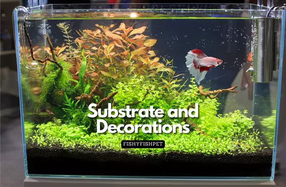 Substrate and Decorations