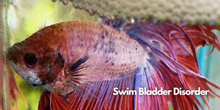 Swim Bladder Disorder